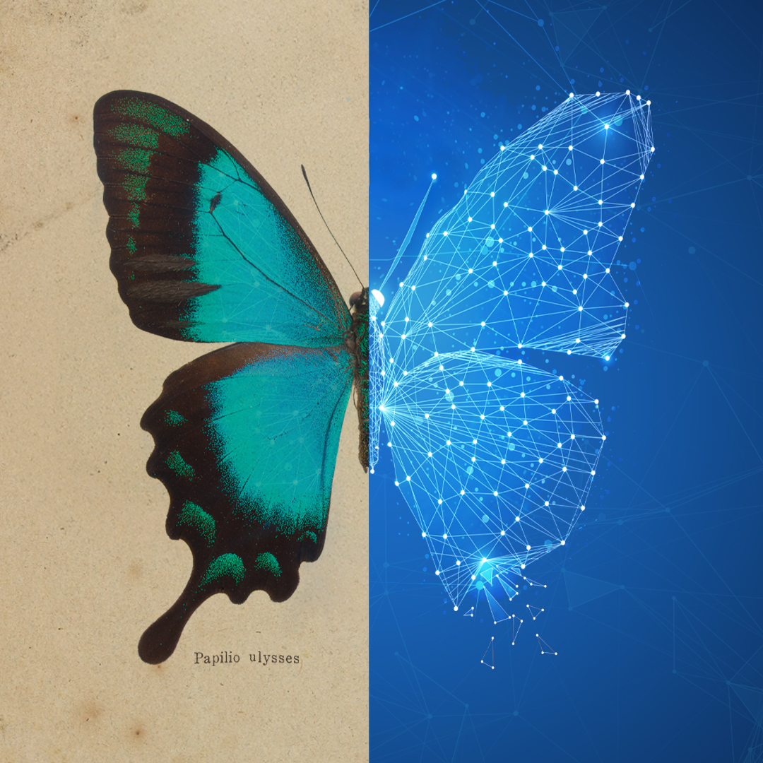 image of butterfly