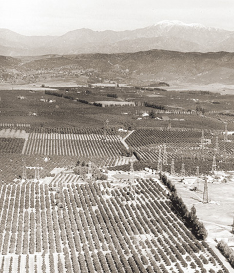 AERIAL VIEW OF ORANGE GROVES AND OIL FIELDS