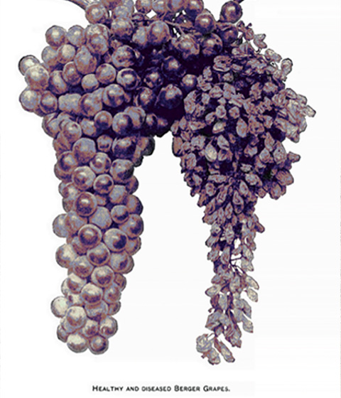 A plate from the report shows the effects of the disease on Berger grapes