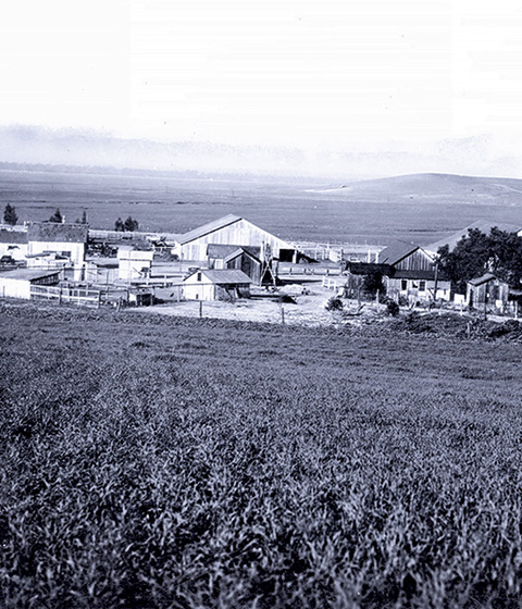 Camp Bonita, Irvine Ranch, 1937.