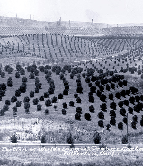 Part of the World's Largest Orange Grove, Fullerton. CIRCA 1926.