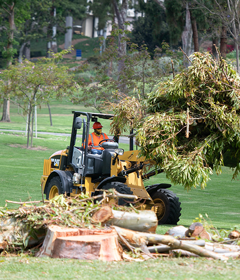 Eucalyptus tree removal