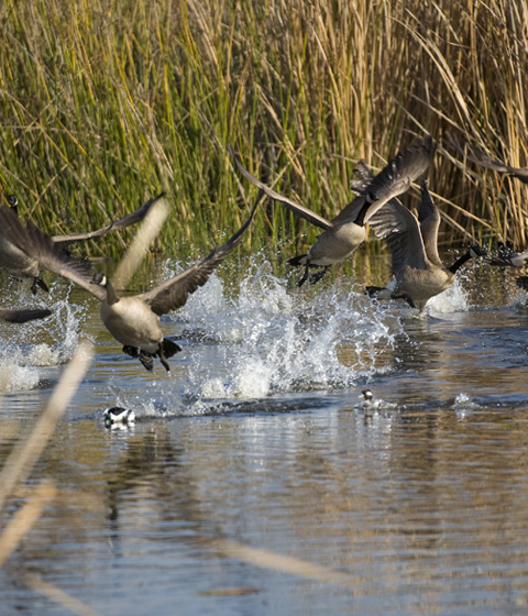 birds landing in water