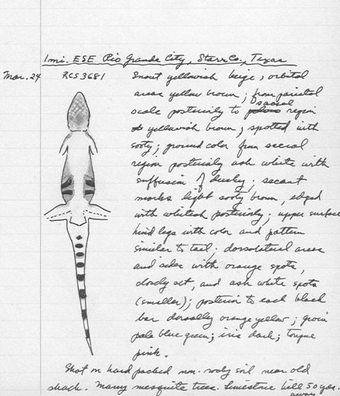 Field notes on keeled earless lizard