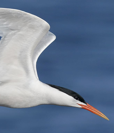 elegant tern