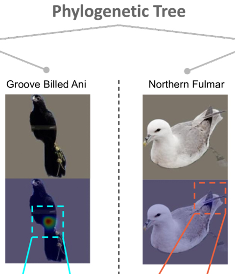 Common traits (long tails in the blue boxes) are absent from species on the right (red boxes)