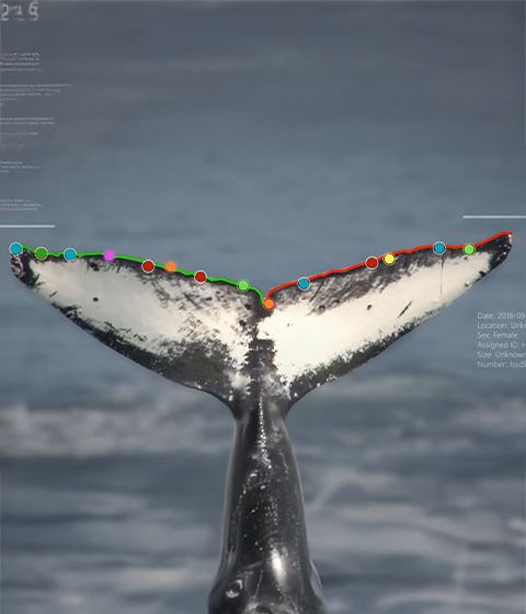 image of whale tail
