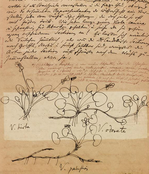 Field notebook on Polygalaceae