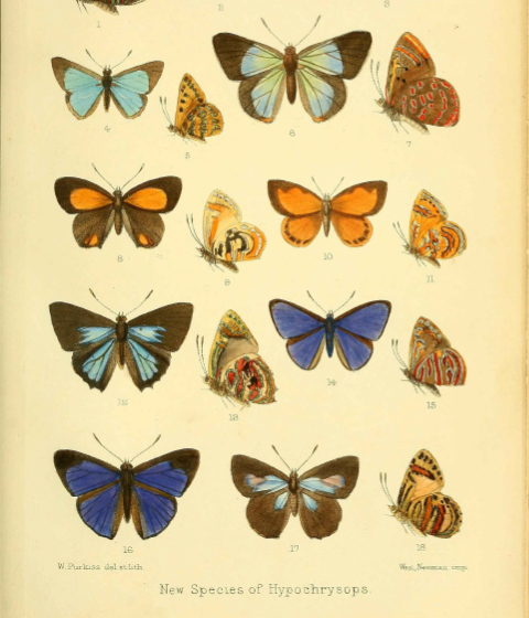Butterfly species illustrations