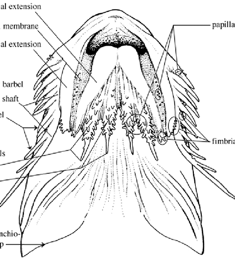 new species of catfish