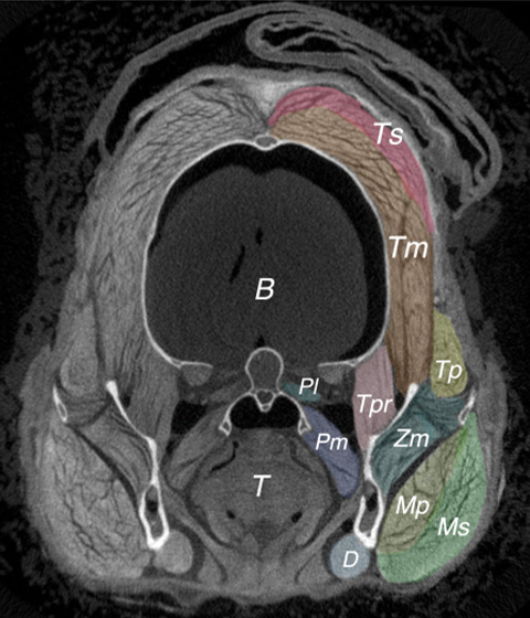 Jaw musculature of bat species