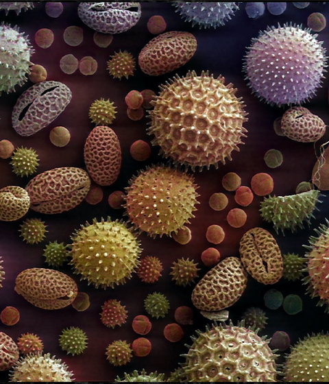 Electron microscope image of pollen grains