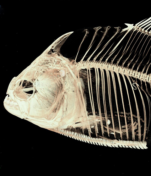 X-ray image of a piranha