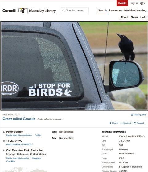 Web screenshot